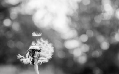 The Greatest Regrets of the Dying